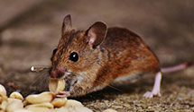24 Hour & Emergency Exterminators in Lockbourne, OH